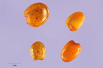 <i>Trifolium pauciflorum</i> Nutt.
