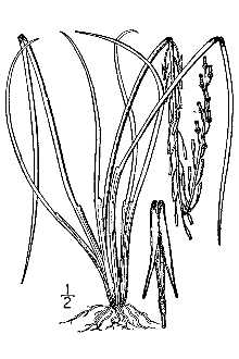 <i>Triglochin palustre</i> L., orth. var.