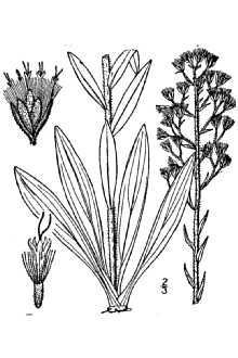 <i>Trilisa paniculata</i> (J.F. Gmel.) Cass.
