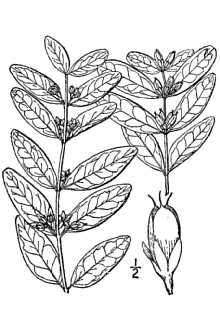 <i>Triadenum petiolatum</i> (Walter) Britton