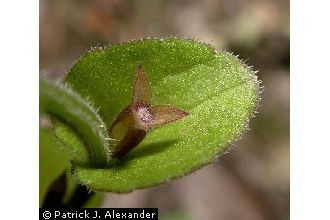 <i>Specularia perfoliata</i> (L.) A. DC.