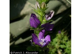 <i>Triodanis perfoliata</i> (L.) Nieuwl. var. perfoliata