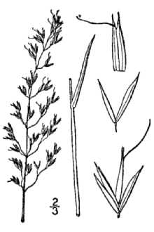 <i>Trisetum pensylvanicum</i> (L.) P. Beauv. ex Roem. & Schult.