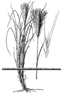 <i>Chloris pluriflora</i> (Fourn.) W.D. Clayton