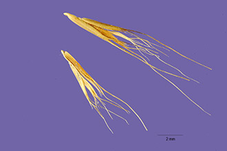 Multiflower False Rhodes Grass