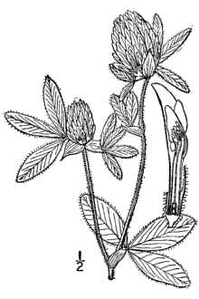 <i>Trifolium pratense</i> L. var. frigidum auct. non Gaudin