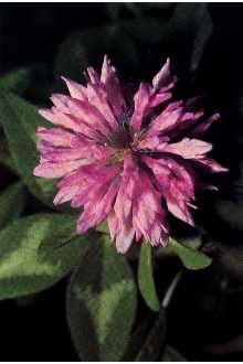 <i>Trifolium pratense</i> L. var. frigidum auct. non Gaudin