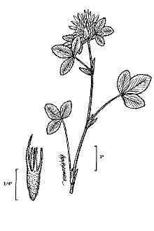<i>Trifolium pratense</i> L. var. sativum (Mill.) Schreb.