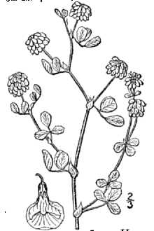 <i>Trifolium procumbens</i> L., nom. utique rej.