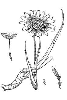 <i>Tragopogon pratensis</i> L. ssp. orientalis (L.) Celak.
