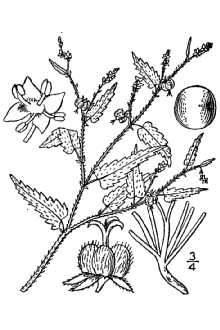 <i>Tragia nepetifolia</i> Cav. var. ramosa (Torr.) Müll. Arg.