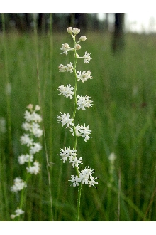 <i>Tofieldia racemosa</i> (Walter) Britton, Sterns & Poggenb.