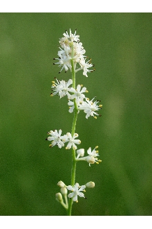 <i>Tofieldia racemosa</i> (Walter) Britton, Sterns & Poggenb.