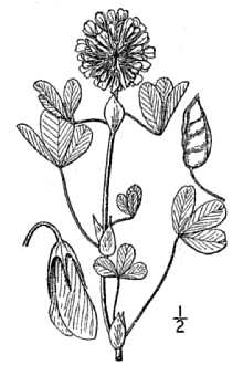 <i>Trifolium reflexum</i> L. var. glabrum Loja.
