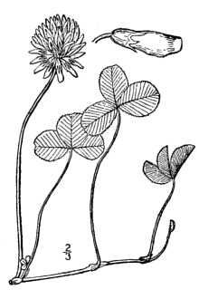 <i>Trifolium repens</i> L. var. atropurpureum hort.