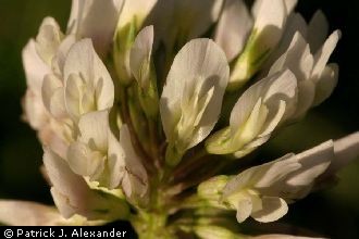 <i>Trifolium repens</i> L. var. atropurpureum hort.