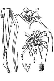 <i>Tradescantia ohiensis</i> Raf. var. foliosa (Small) MacRoberts