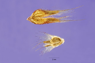 <i>Tricholaena repens</i> (Willd.) Hitchc.