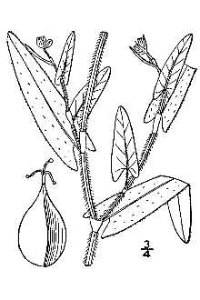 <i>Polygonum sagittatum</i> L. var. gracilentum Fernald