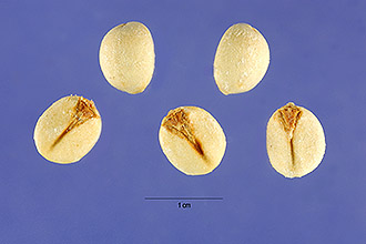 <i>Sapium sebiferum</i> (L.) Roxb.