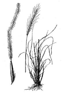 <i>Trachypogon secundus</i> (J. Presl) Scribn.