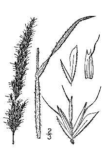 <i>Trisetum villosissimum</i> (Lange) Louis-Marie