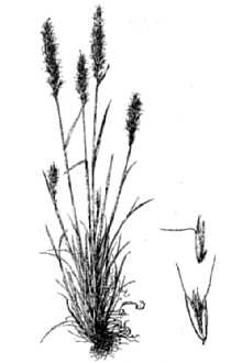 <i>Trisetum villosissimum</i> (Lange) Louis-Marie