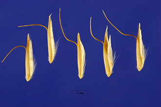 <i>Trisetum spicatum</i> (L.) K. Richt. var. majus (Rydb.) Farw.