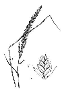 <i>Triodia stricta</i> (Nutt.) Benth. ex Vasey