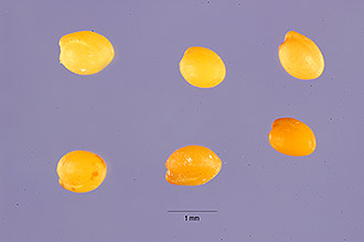 <i>Trifolium tomentosum</i> L. var. curvisepalum (Tackh.) Thiebaut