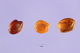 <i>Trifolium tridentatum</i> Lindl. var. aciculare (Nutt.) McDermott