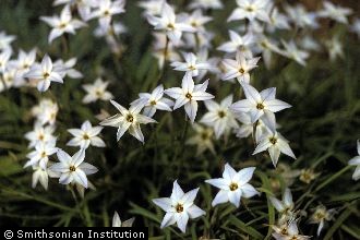 <i>Triteleia uniflora</i> Lindl.