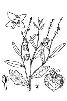 <i>Tragia linearifolia</i> Elliott
