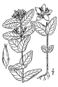 <i>Hypericum virginicum</i> L.