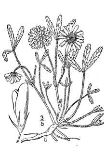 <i>Trifolium reflexum</i> L. var. virginicum (Small ex Small & Vail) McDermott
