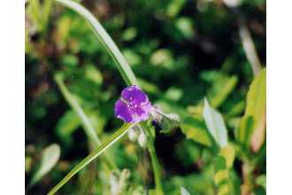 Virginia Spiderwort