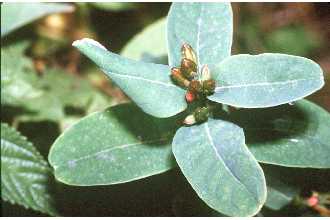 <i>Triadenum petiolatum</i> (Walter) Britton