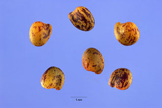 <i>Trifolium involucratum</i> Ortega var. fendleri (Greene) McDermott