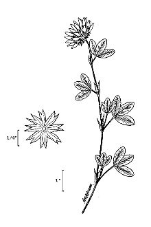 <i>Trifolium involucratum</i> Ortega var. fimbriatum (Lindl.) McDermott