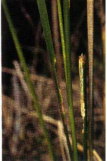 <i>Typha angustifolia</i> L. var. calumetensis Peattie