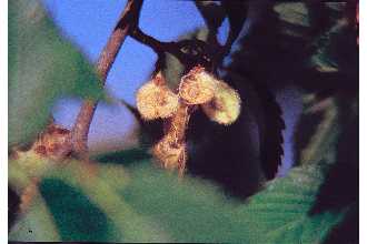 <i>Ulmus floridana</i> Chapm.