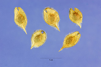 <i>Ulmus americana</i> L. var. floridana (Chapm.) Little