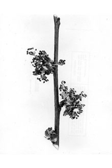 <i>Ulmus americana</i> L. var. floridana (Chapm.) Little