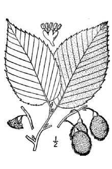 <i>Ulmus racemosa</i> D. Thomas