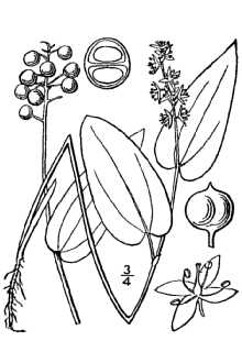 <i>Maianthemum canadense</i> Desf. var. pubescens Gates & Ehlers