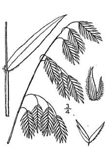 <i>Uniola latifolia</i> Michx.