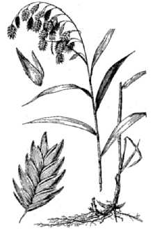 <i>Uniola latifolia</i> Michx.