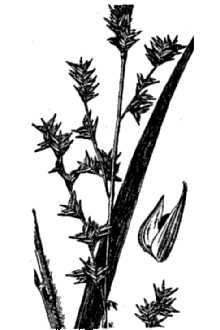 <i>Uniola longifolia</i> Scribn.