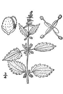 <i>Urtica chamaedryoides</i> Pursh var. runyonii Correll