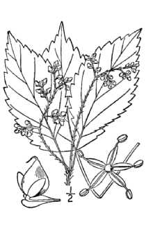 <i>Urtica canadensis</i> L.